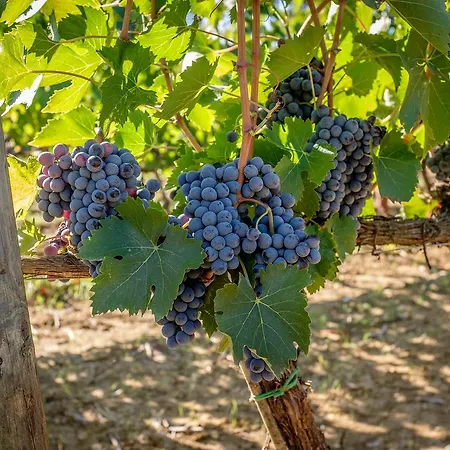 Podere La Rocca